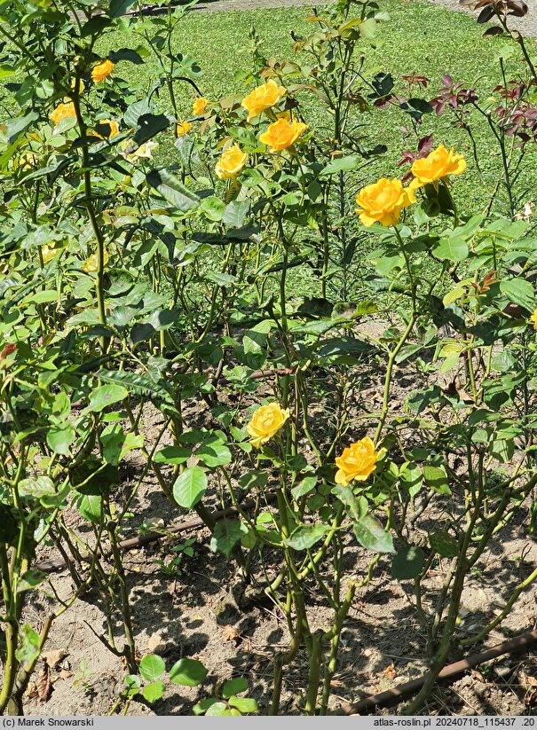 Rosa hort. Gold Reef
