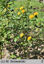 Rosa hort. Gold Reef