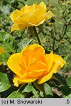 Rosa hort. Gold Reef
