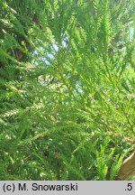 Cryptomeria japonica Aritaki