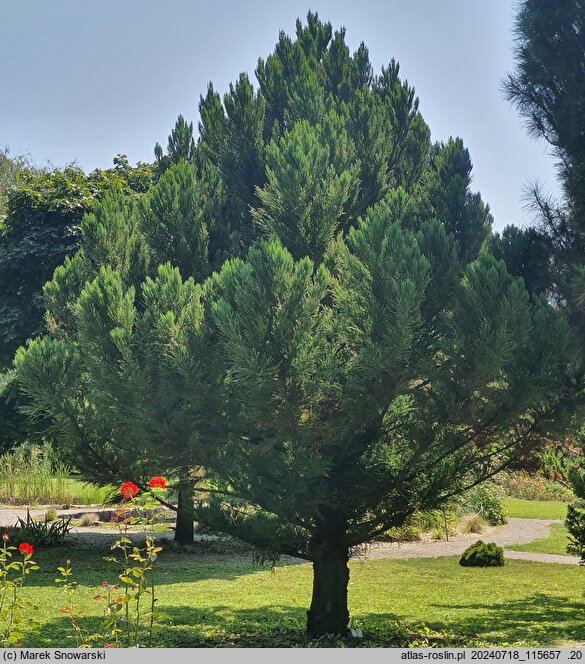 Cryptomeria japonica Aritaki