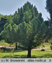 Cryptomeria japonica Aritaki