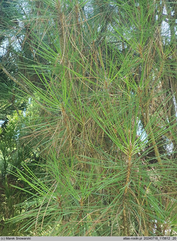Pinus nigra Columnaris