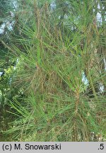 Pinus nigra Columnaris