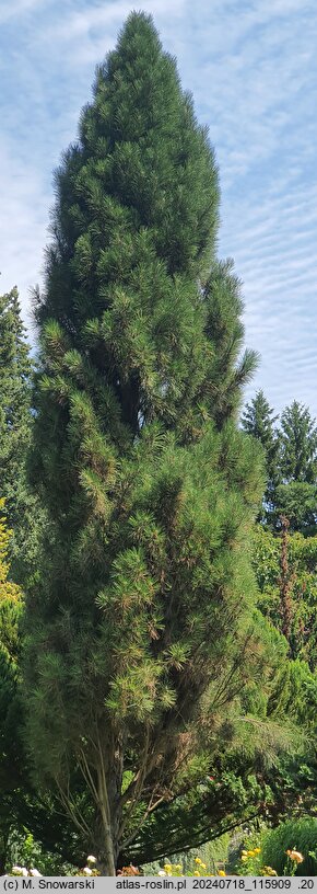 Pinus nigra Columnaris