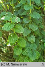 Cornus sanguinea Compressa