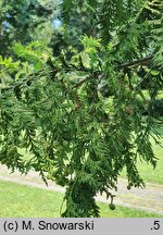 Chamaecyparis pisifera Goldspangle