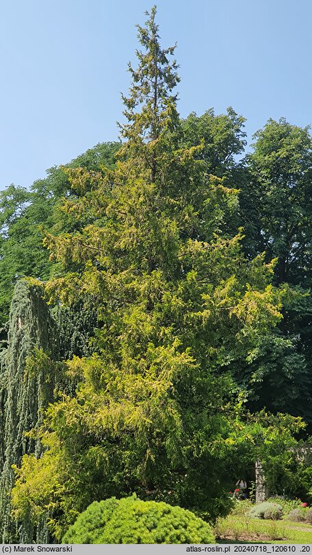 Chamaecyparis pisifera Goldspangle