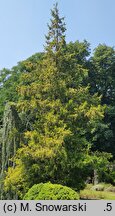 Chamaecyparis pisifera Goldspangle