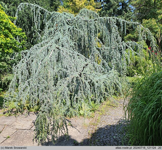 Cedrus atlantica Pendula