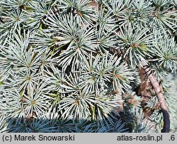 Cedrus atlantica Pendula