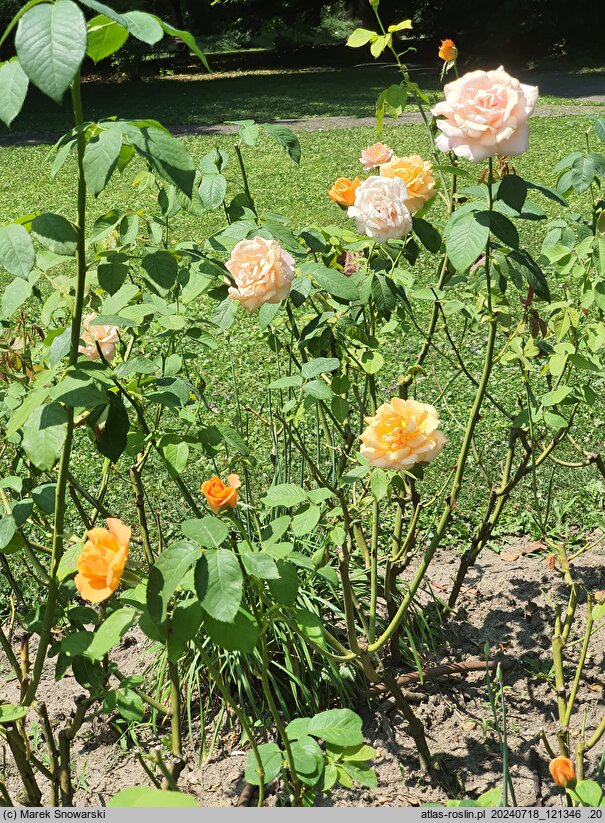 Rosa hort. Remy Martin