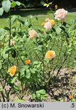 Rosa hort. Remy Martin