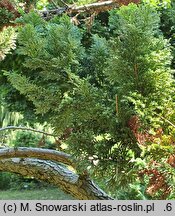 Chamaecyparis lawsoniana Mariesii