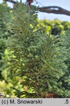Chamaecyparis lawsoniana Mariesii