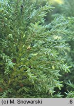 Chamaecyparis lawsoniana Mariesii