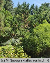 Chamaecyparis lawsoniana Mariesii