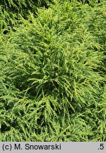 Cryptomeria japonica Little Champion