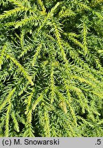 Cryptomeria japonica Little Champion