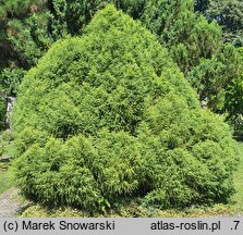 Cryptomeria japonica Little Champion