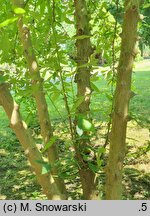 Zanthoxylum armatum