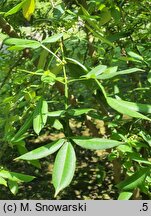 Zanthoxylum armatum