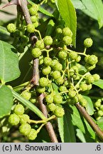 Zanthoxylum armatum