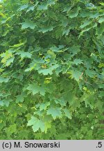 Acer platanoides Globosum