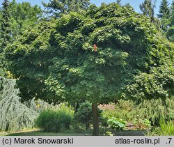 Acer platanoides Globosum