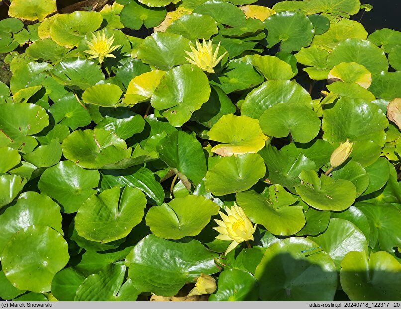 Nymphaea mexicana
