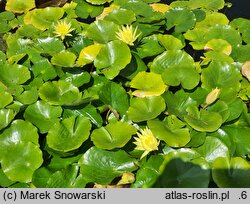 Nymphaea mexicana