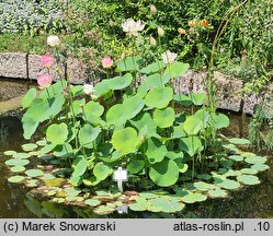 Nelumbo nucifera (lotos orzechodajny)