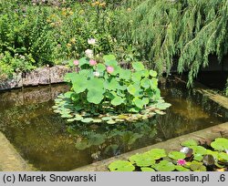 Nelumbo nucifera (lotos orzechodajny)