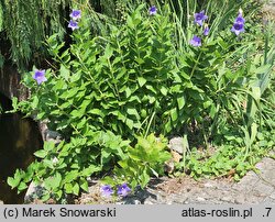 Platycodon grandiflorus (rozwar wielkokwiatowy)