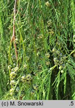Chamaecyparis lawsoniana Imbricata Pendula