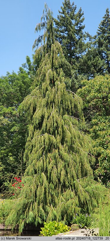 Chamaecyparis lawsoniana Imbricata Pendula
