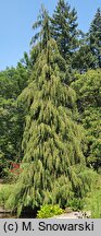 Chamaecyparis lawsoniana Imbricata Pendula