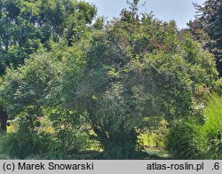 Lonicera tatarica (wiciokrzew tatarski)
