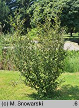 Betula potaninii