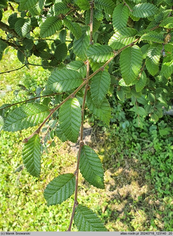 Betula potaninii