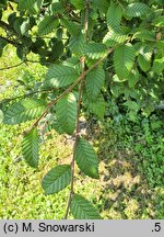Betula potaninii