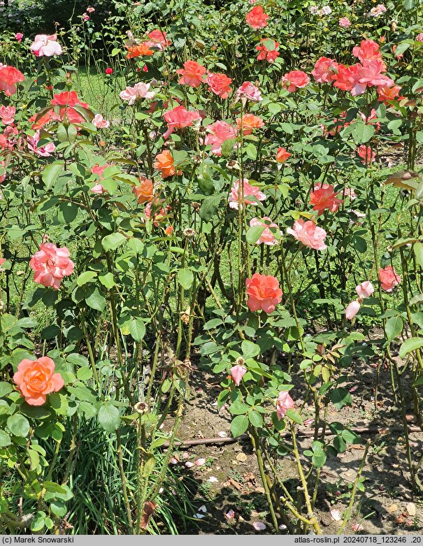 Rosa hort. Reigen