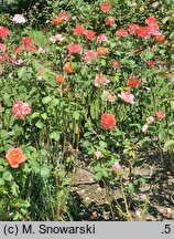 Rosa hort. Reigen
