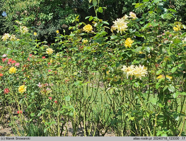 Rosa hort. Citrina