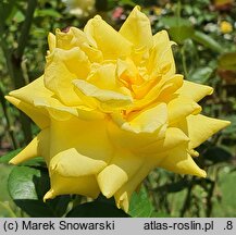 Rosa hort. Citrina