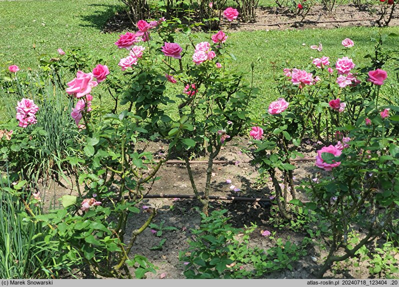 Rosa hort. Lancome