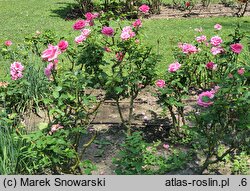 Rosa hort. Lancome