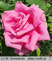 Rosa hort. Lancome