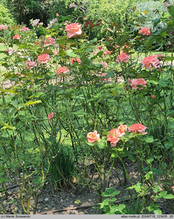 Rosa hort. Silber Zauber