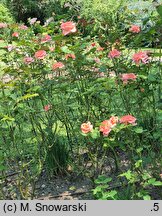 Rosa hort. Silber Zauber